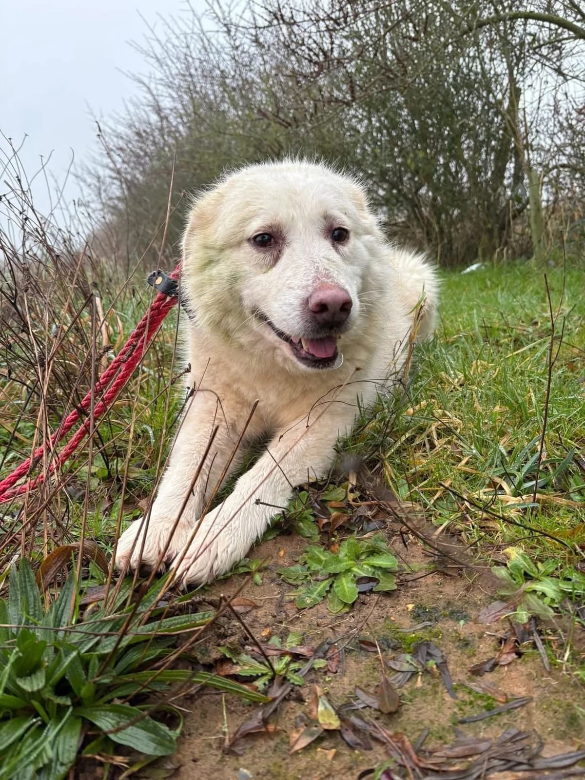 Rosie, Mixed Breed (Safe Rescue for Dogs)