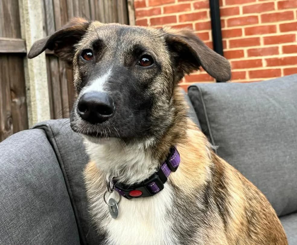 Rox, female young Mixed Breed for adoption at Safe Rescue for Dogs