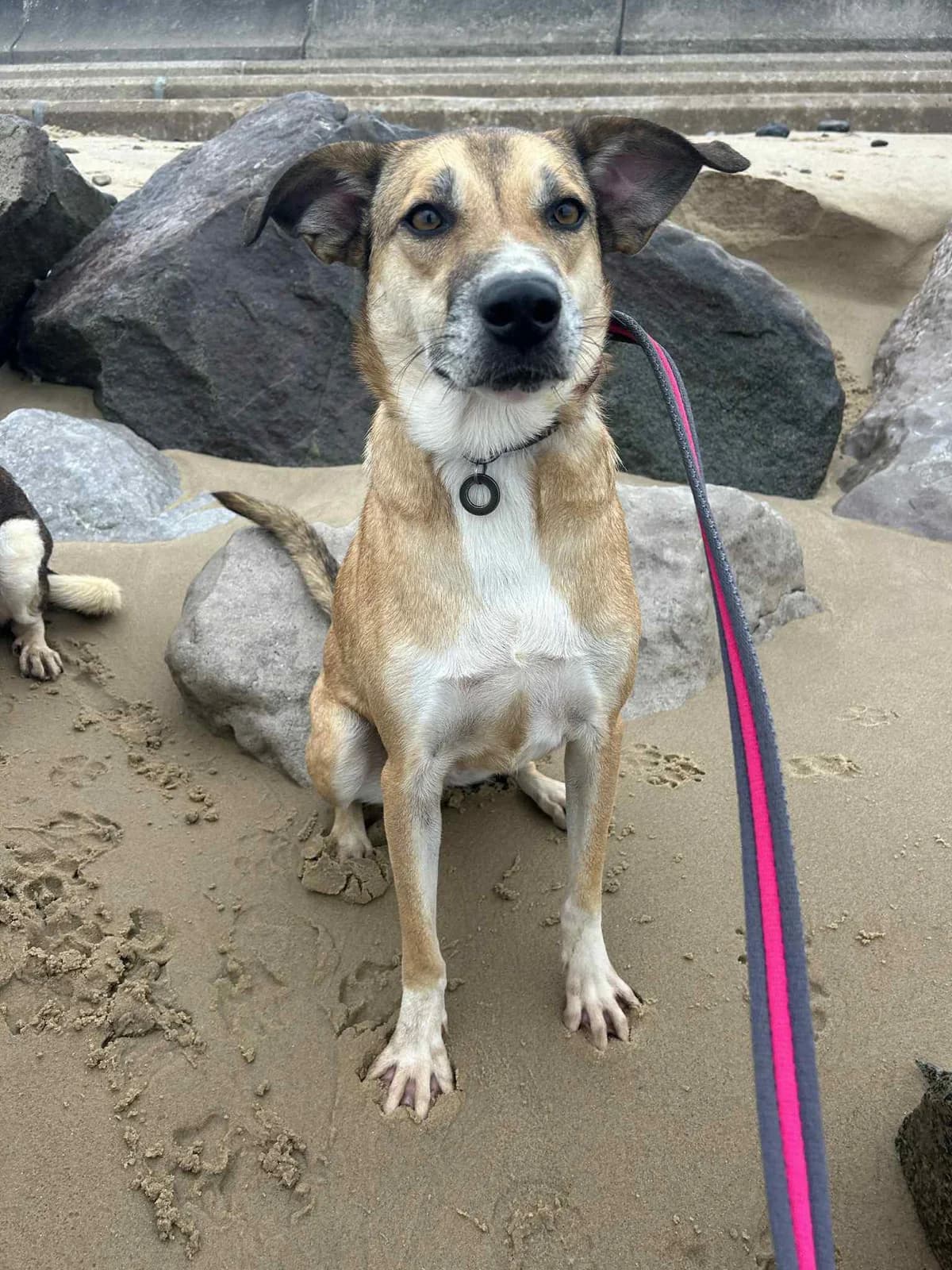 Sara, female 5yo Mixed Breed for adoption at Safe Rescue for Dogs