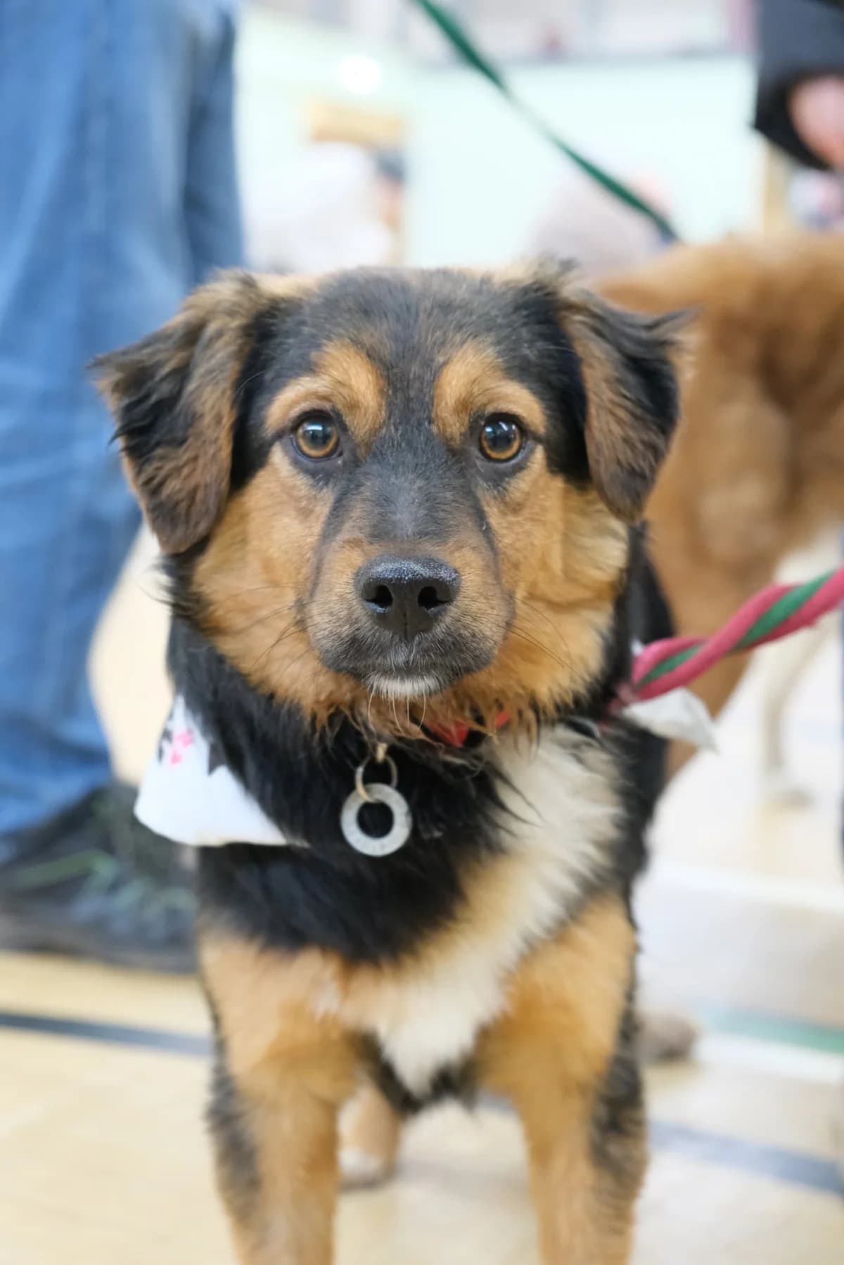 Sherman, Mixed Breed (Safe Rescue for Dogs)