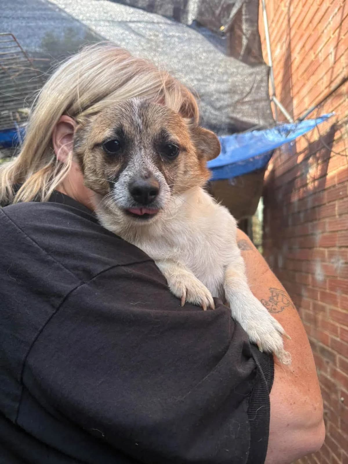 Shira, female young Mixed Breed for adoption at Safe Rescue for Dogs