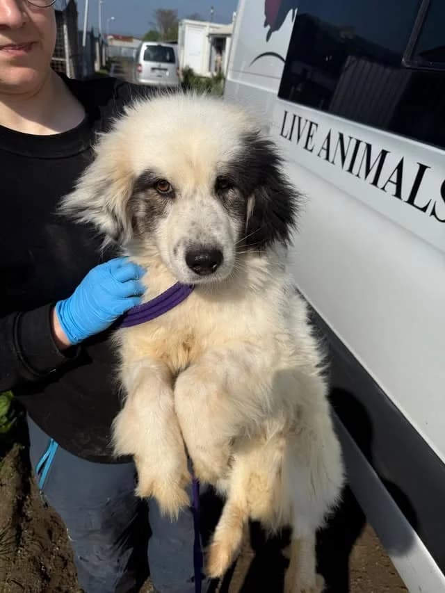 Sienna, Mixed Breed (Safe Rescue for Dogs)