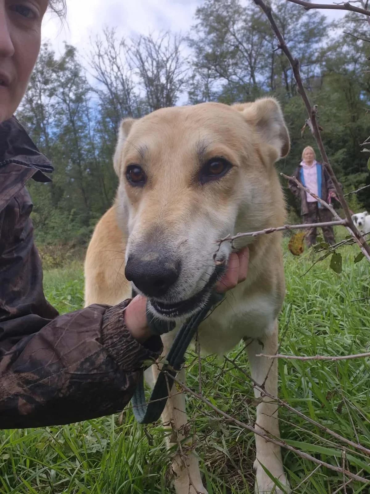Tanner,  (Safe Rescue for Dogs)