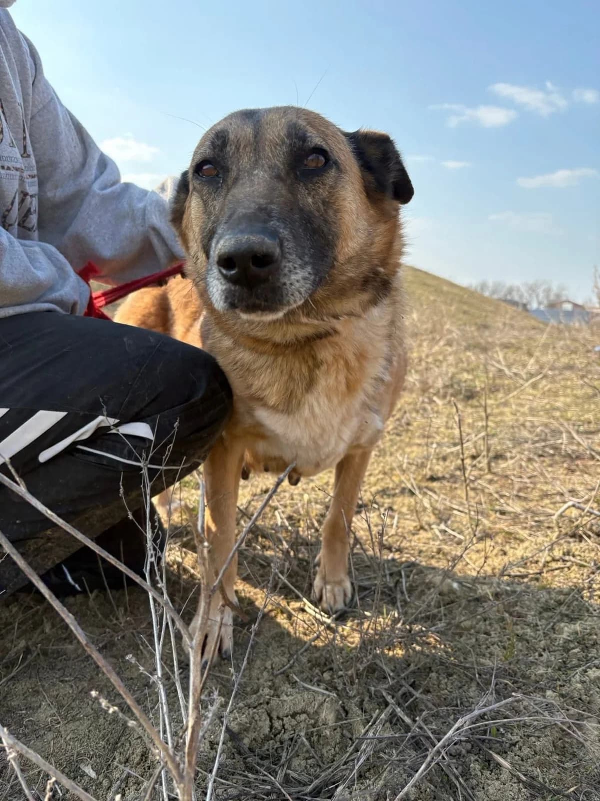 Thelma, Mixed Breed (Safe Rescue for Dogs)