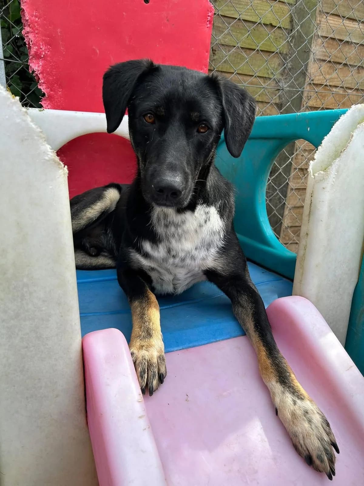 Whiskey, Mixed Breed (Safe Rescue for Dogs)
