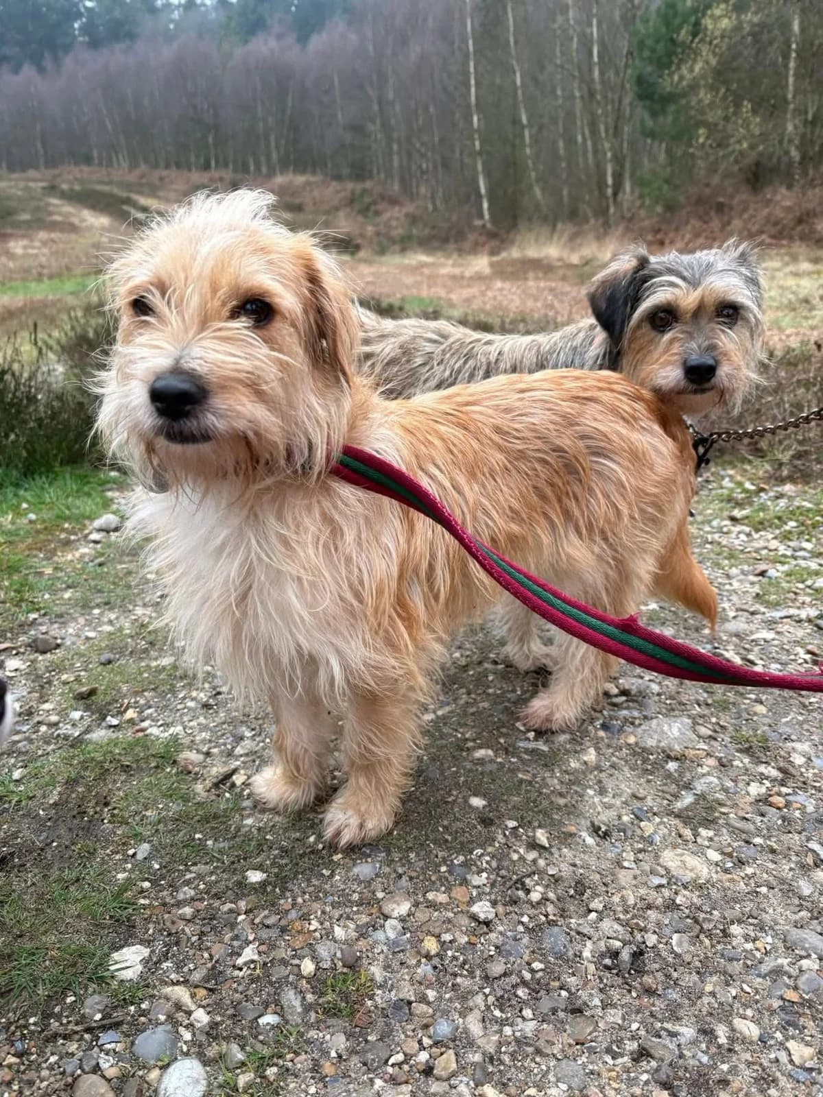 Yara, Mixed Breed (Safe Rescue for Dogs)