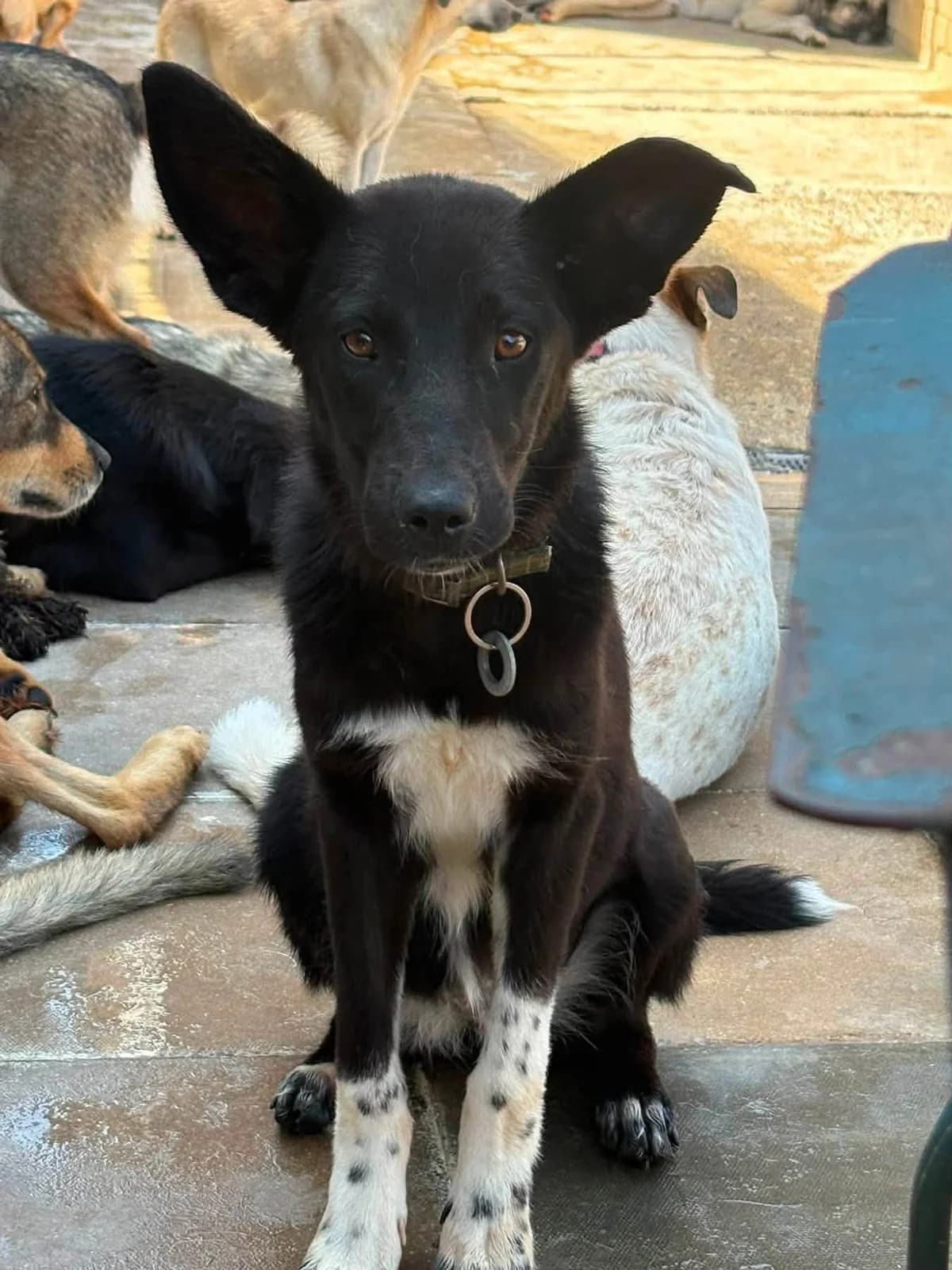 Zora, female young Mixed Breed for adoption at Safe Rescue for Dogs