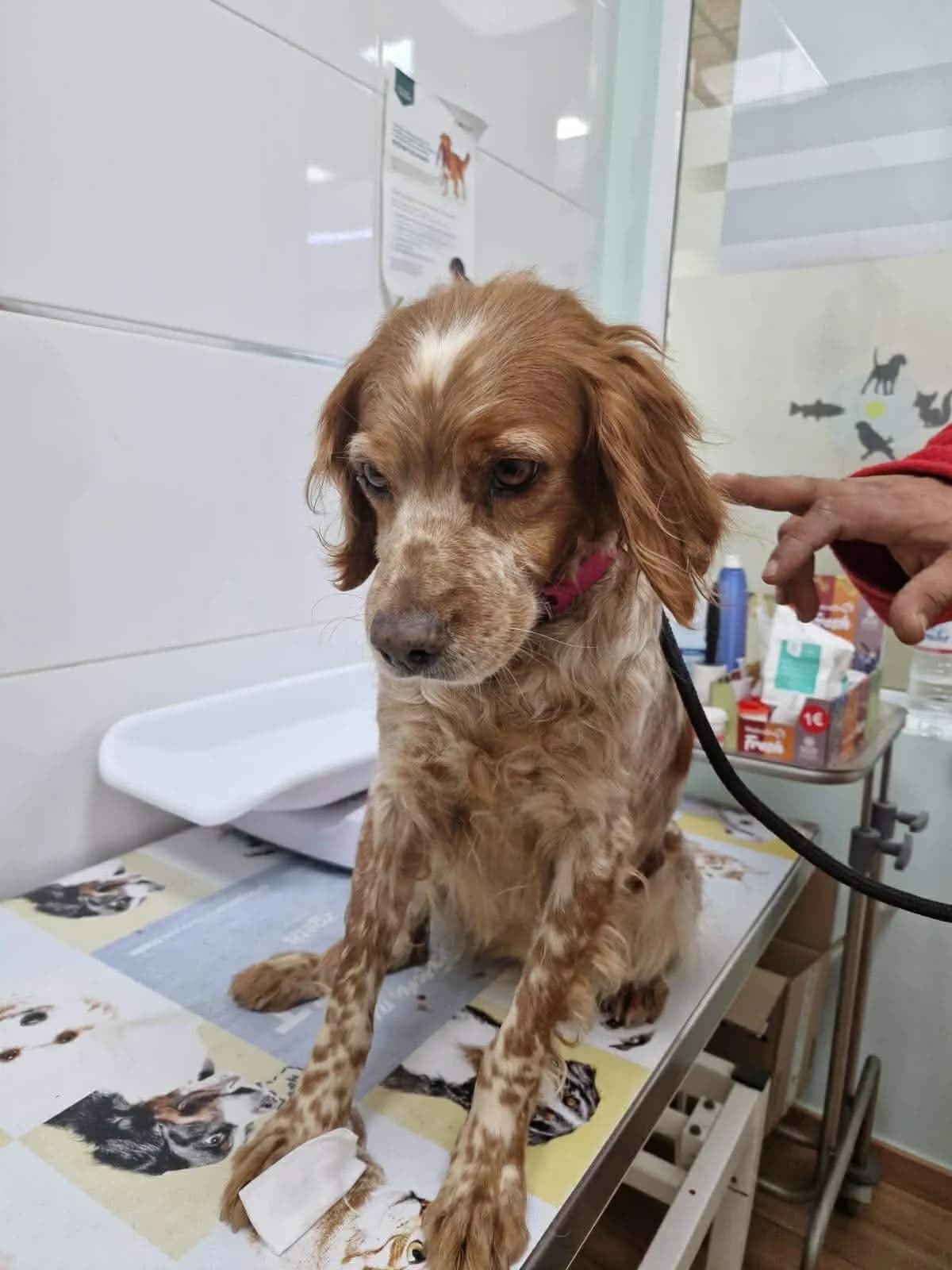 Kika,  (Save Our Spaniels)