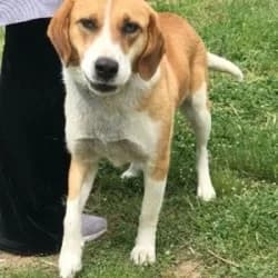 Dili (the lifesaver), 4yo Mixed Breed for adoption at Saving Saints Rescue UK (Big Paws Welfare)