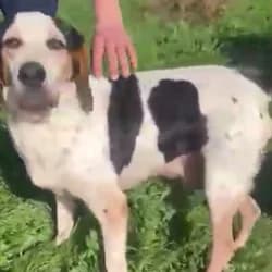 Bengie,  4yo Mixed Breed for adoption at Saving Saints Rescue UK (Big Paws Welfare)