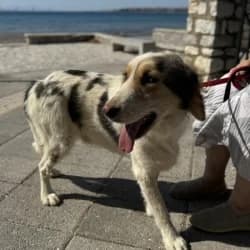 Paddy,  3yo Mixed Breed for adoption at Saving Saints Rescue UK (Big Paws Welfare)