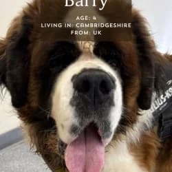 Barry,  4yo Mixed Breed for adoption at Saving Saints Rescue UK (Big Paws Welfare)