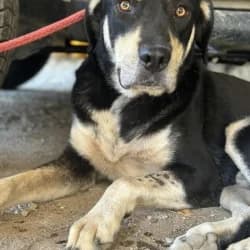 Angus,  3yo Mixed Breed for adoption at Saving Saints Rescue UK (Big Paws Welfare)