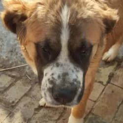 Berni,  3yo mixed breed for adoption at Saving Saints Rescue UK (Big Paws Welfare)