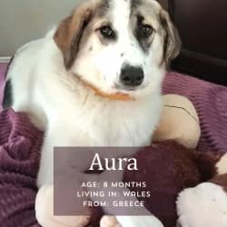 Aura,  puppy Mixed Breed for adoption at Saving Saints Rescue UK (Big Paws Welfare)