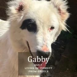 Gabby,  young mixed breed for adoption at Saving Saints Rescue UK (Big Paws Welfare)