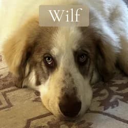 Wilf,  puppy Puli for adoption at Saving Saints Rescue UK (Big Paws Welfare)