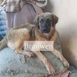 Branwen,  puppy Degu for adoption at Saving Saints Rescue UK (Big Paws Welfare)