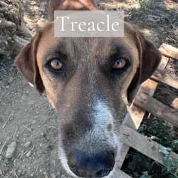 Treacle,  5yo Mixed Breed for adoption at Saving Saints Rescue UK (Big Paws Welfare)