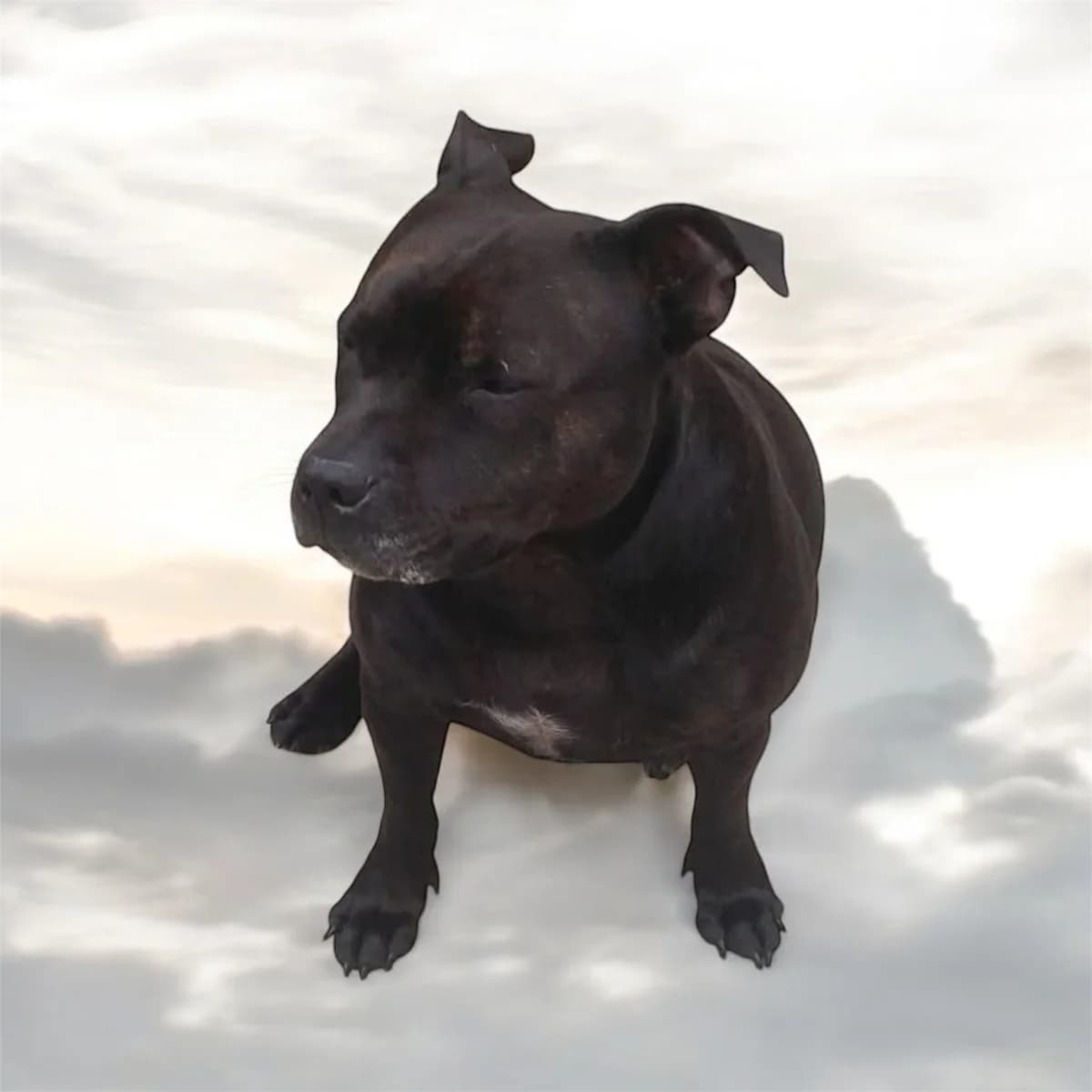 Lola, Brindle & White female senior Staffordshire Bull Terrier for adoption at Staffordshire Bull Terrier Rescue, Leverington