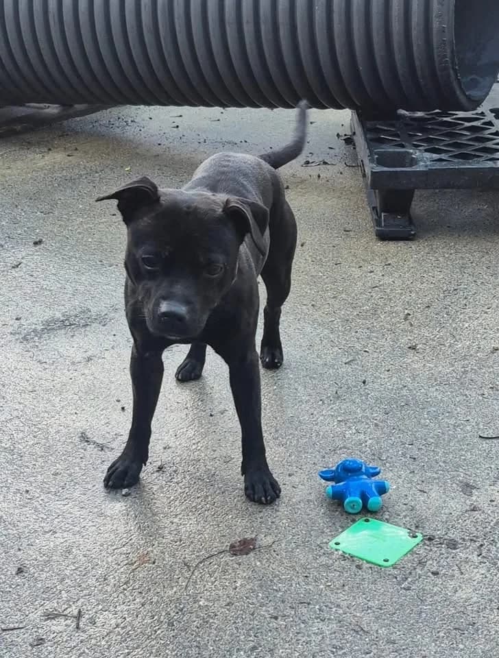 Roxy, Black female Staffordshire Bull Terrier for adoption at Staffordshire Bull Terrier Rescue, Leverington