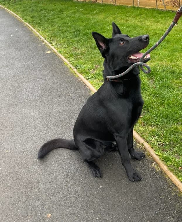 Bear,  (Second Chances German Shepherd Rescue)