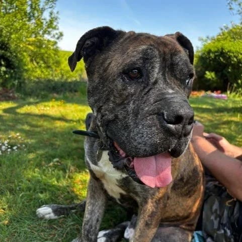 Bandit, male 7yo English Bulldog for adoption at South East Dog Rescue, Greenhithe