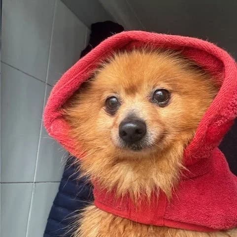 Flossie, female Pomeranian for adoption at South East Dog Rescue, Greenhithe
