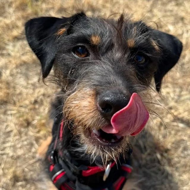 Ivy, female young mixed breed for adoption at South East Dog Rescue, Greenhithe