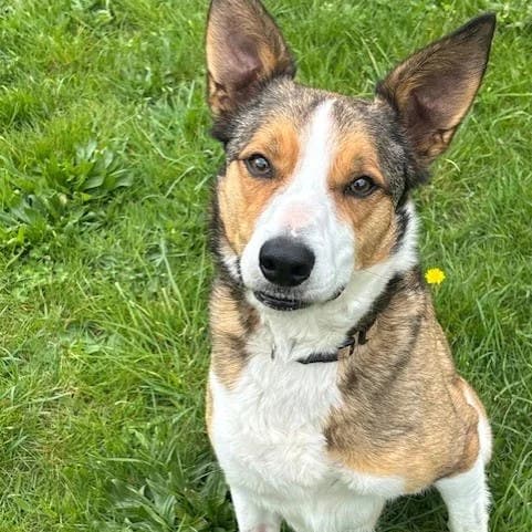 Jaxon, male 6yo Border Collie for adoption at South East Dog Rescue, Greenhithe