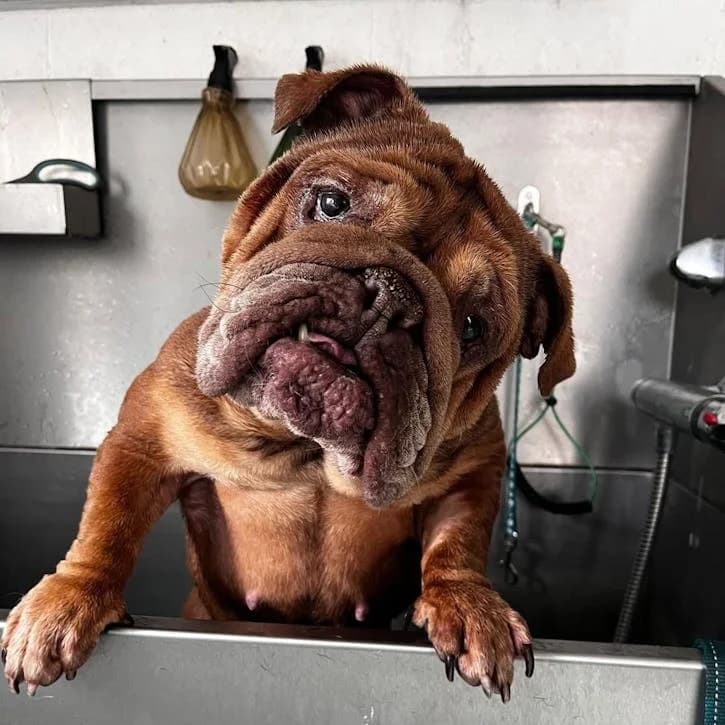 Layla, female English Bulldog for adoption at South East Dog Rescue, Greenhithe