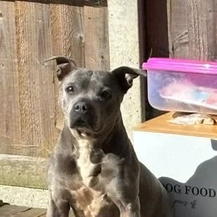 Peggy, female senior Staffordshire Bull Terrier for adoption at South East Dog Rescue, Greenhithe