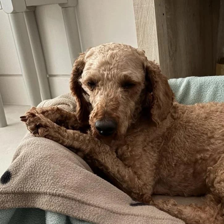 Peter, male 5yo Poodle for adoption at South East Dog Rescue, Greenhithe