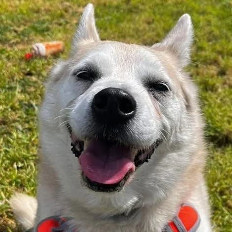 Simba, male senior Pomeranian for adoption at South East Dog Rescue, Greenhithe