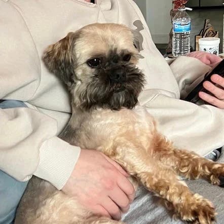 Trevor, male Shih Tzu for adoption at South East Dog Rescue, Greenhithe