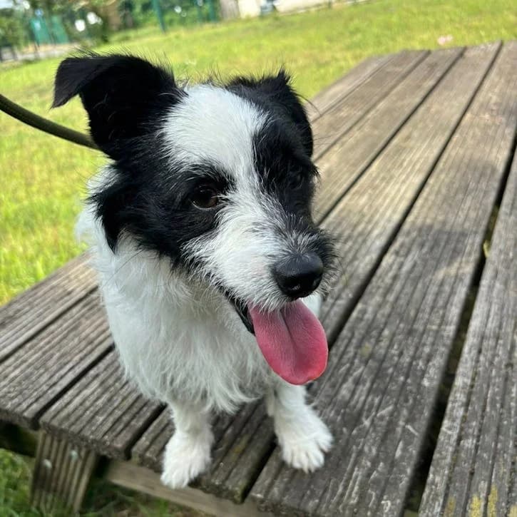 Yappa, male puppy Mixed Breed for adoption at South East Dog Rescue, Greenhithe