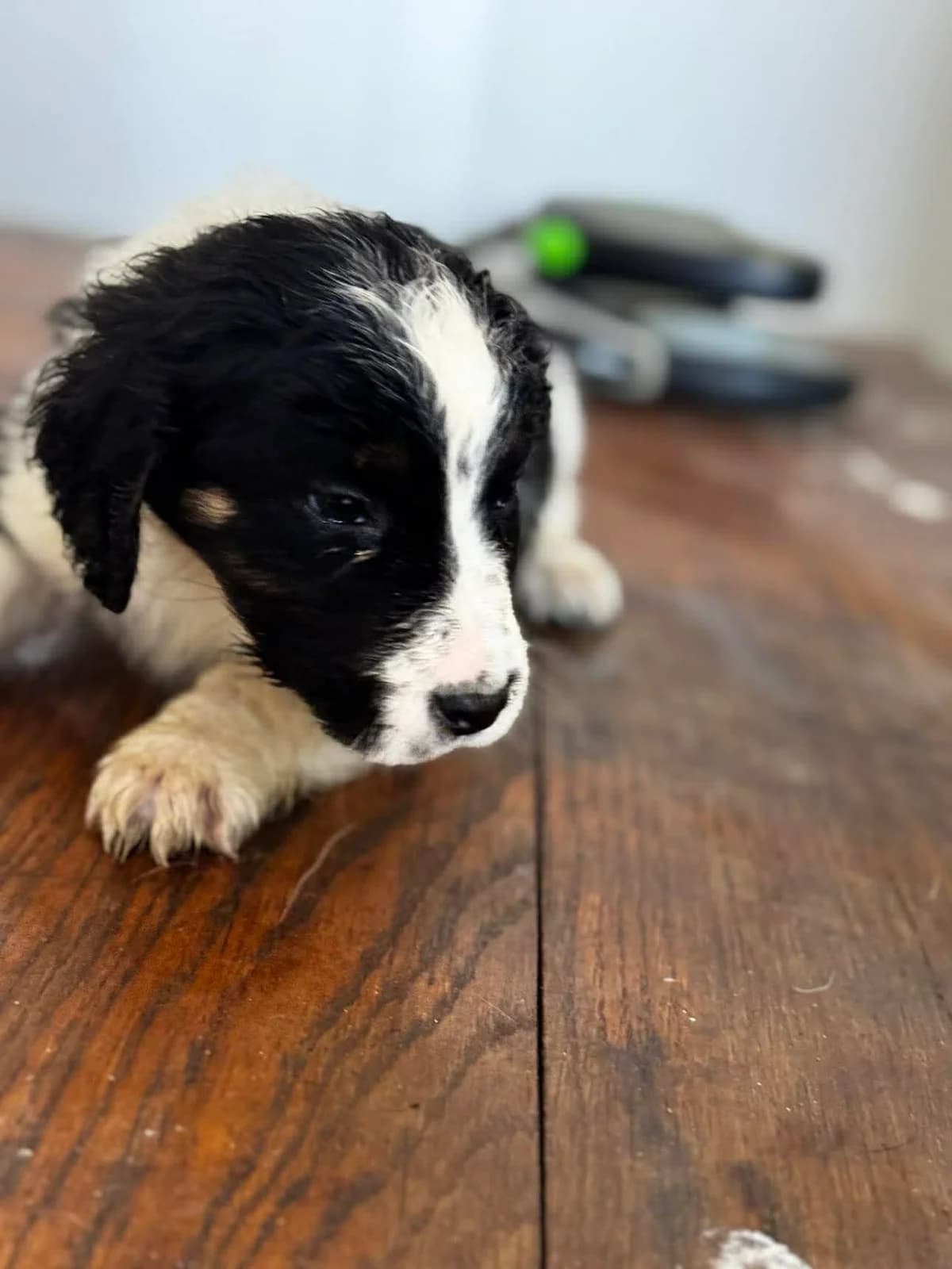 Callie, female puppy English Setter for adoption at Settusfree