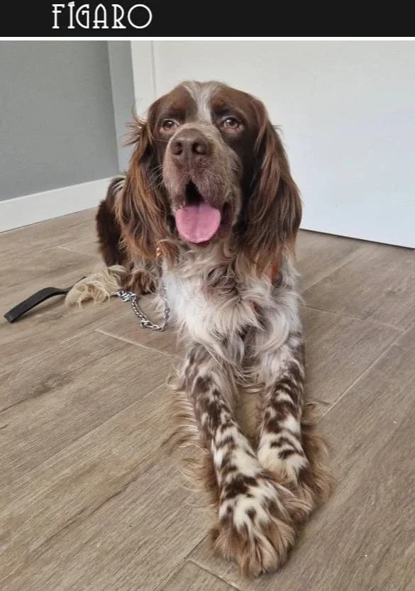 Callie, English Setter (Settusfree)