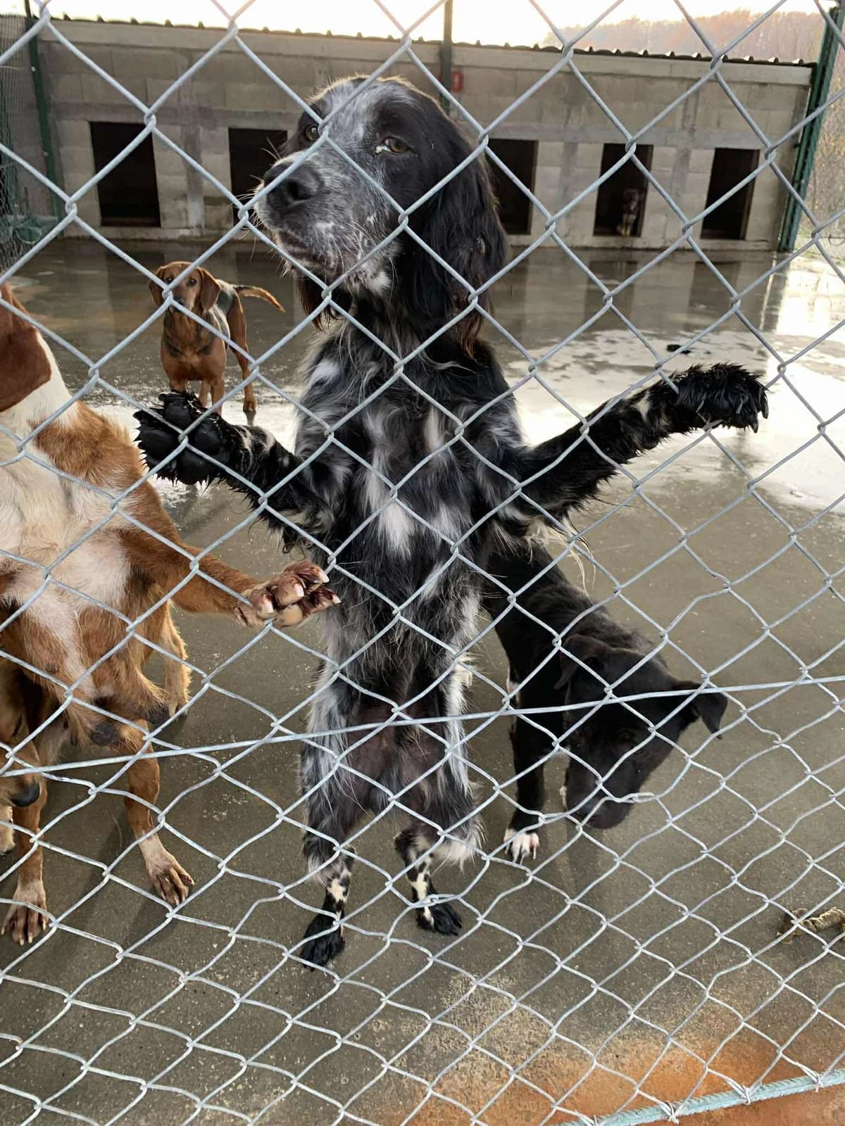 Ziggy, male young English Setter for adoption at Settusfree