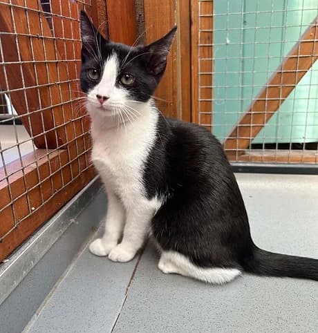 Aurora, female puppy Mixed Breed for adoption at Shropshire Cat Rescue