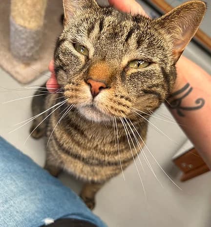 Figs, male Mixed Breed for adoption at Shropshire Cat Rescue
