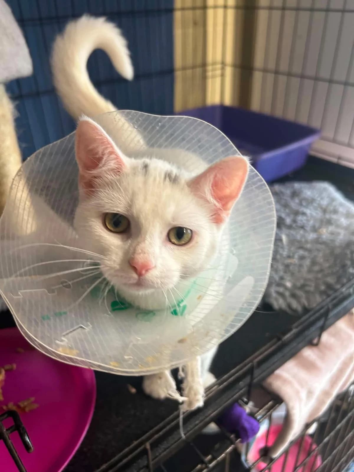 Peach, female Mixed Breed for adoption at Shropshire Cat Rescue