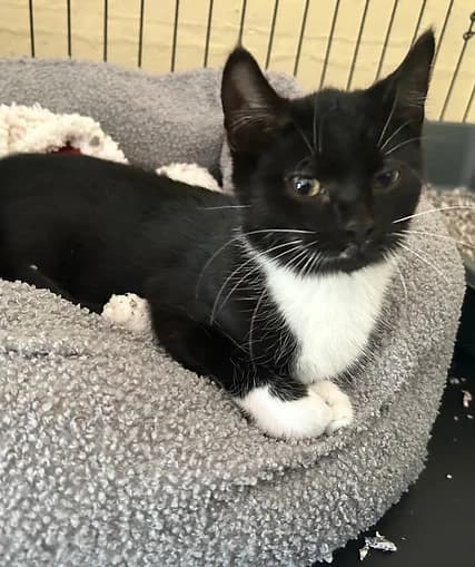 Poppet, female puppy Mixed Breed for adoption at Shropshire Cat Rescue