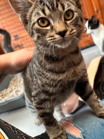 Spyro's vital stats, male Mixed Breed for adoption at Shropshire Cat Rescue