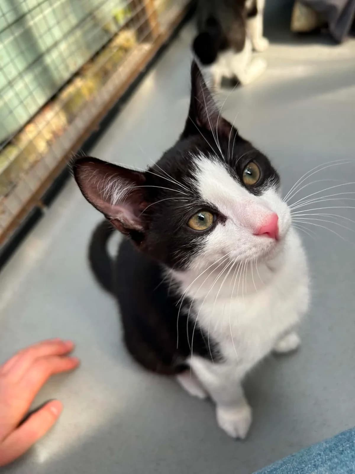 Storm, Mixed Breed (Shropshire Cat Rescue)