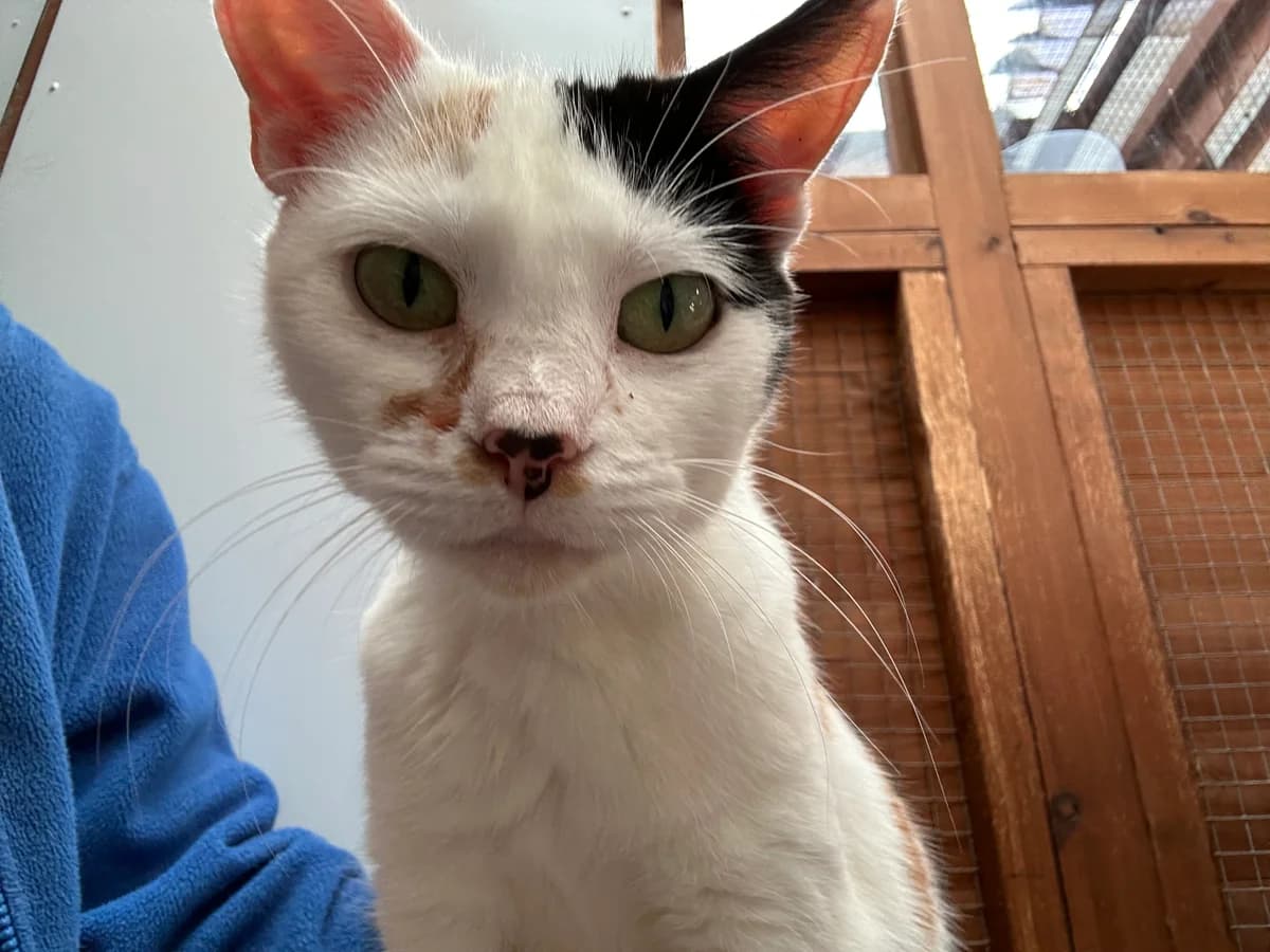 willow, female Mixed Breed for adoption at Shropshire Cat Rescue