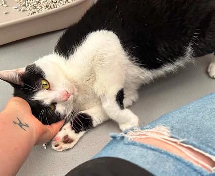 Wilson, male Mixed Breed for adoption at Shropshire Cat Rescue