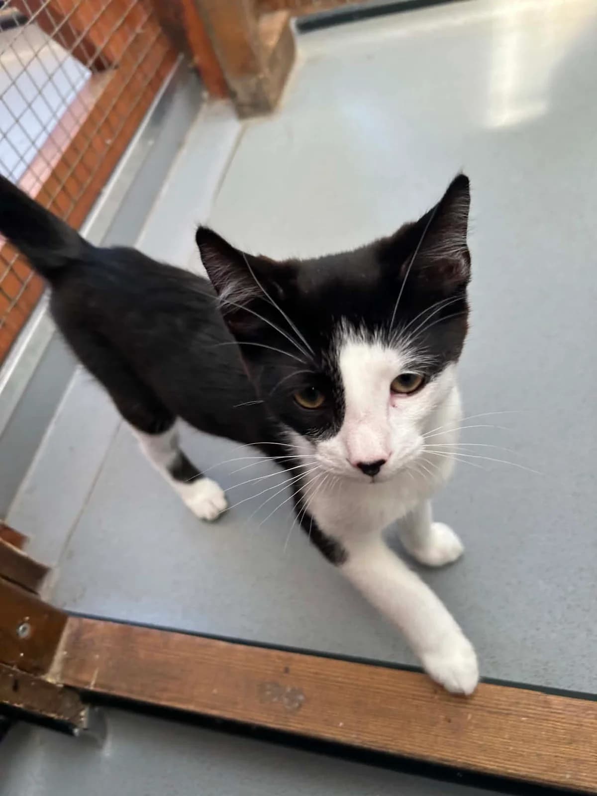 Zephyr, Mixed Breed (Shropshire Cat Rescue)
