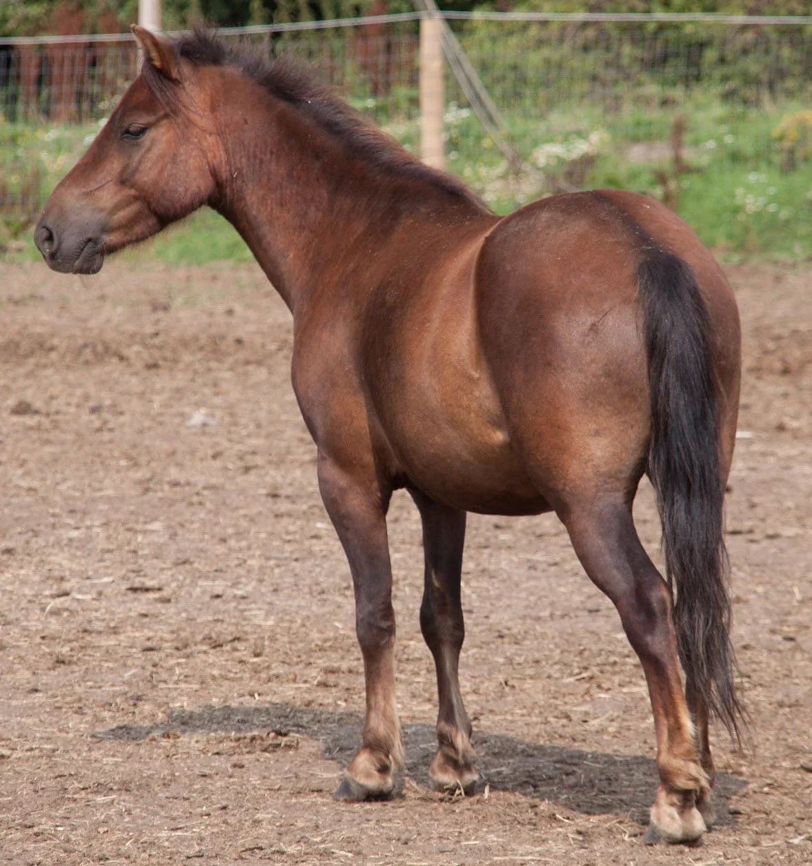 Bambi, male senior mixed breed for adoption at Shy Lowen Horse and Pony Sanctuary