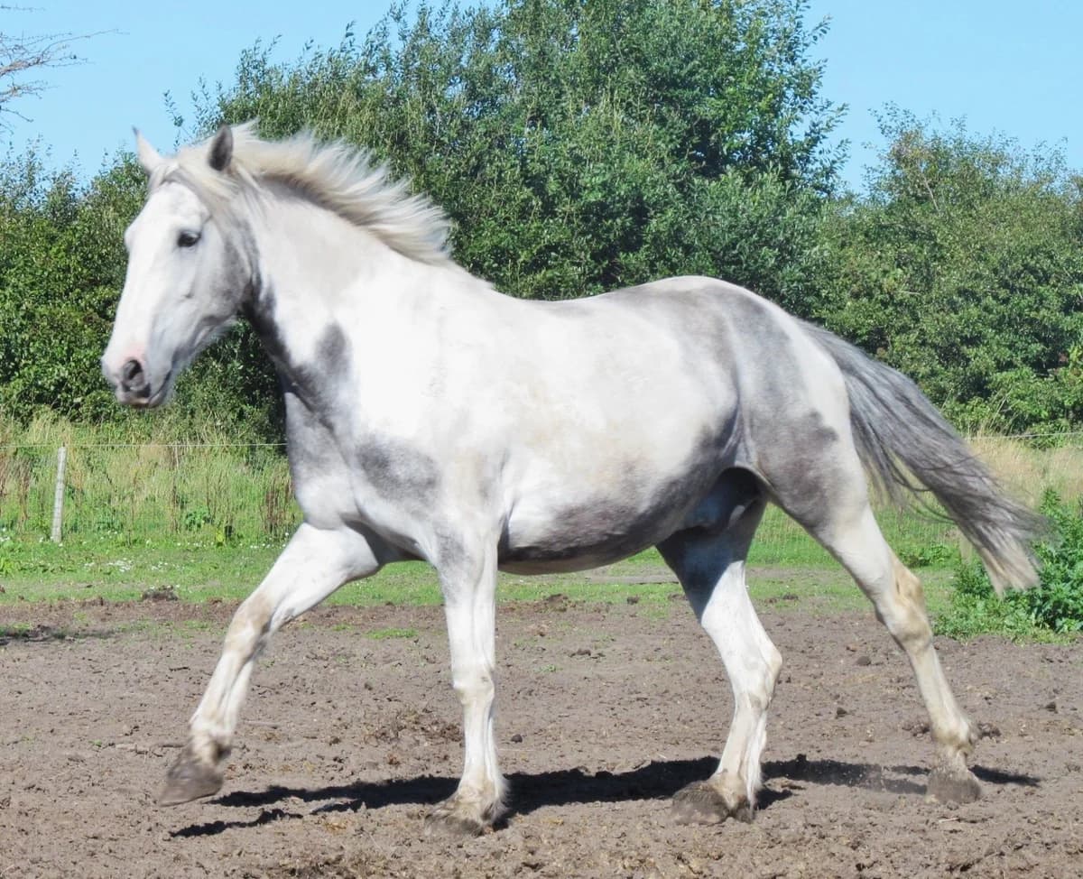 Blue, male senior mixed breed for adoption at Shy Lowen Horse and Pony Sanctuary